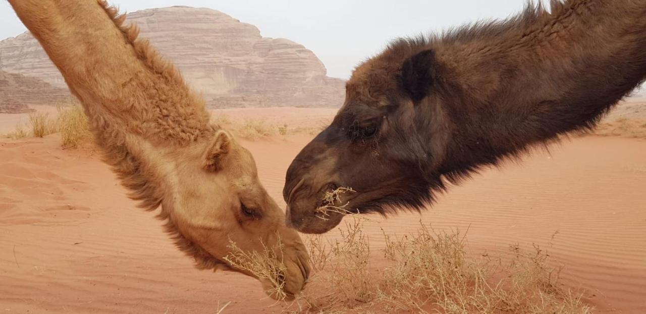 Joy Of Life - Wadi Rum Camp Exterior photo