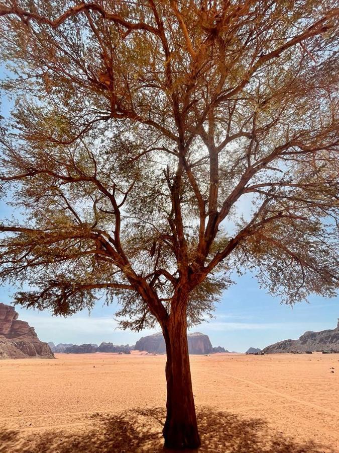 Joy Of Life - Wadi Rum Camp Exterior photo